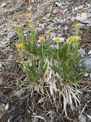 Petradoria pumila