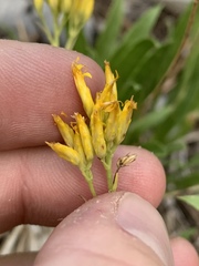 Petradoria pumila
