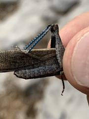 Circotettix crotalum