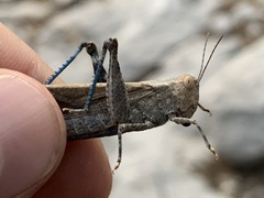 Circotettix crotalum