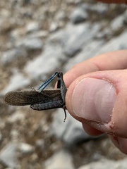 Circotettix crotalum