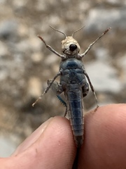 Circotettix crotalum