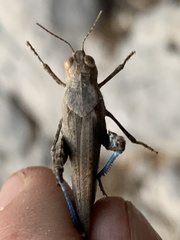 Circotettix crotalum