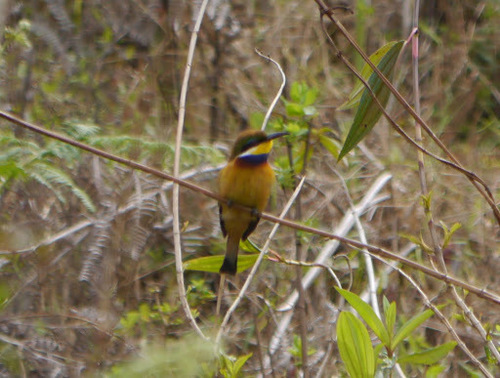 Merops variegatus
