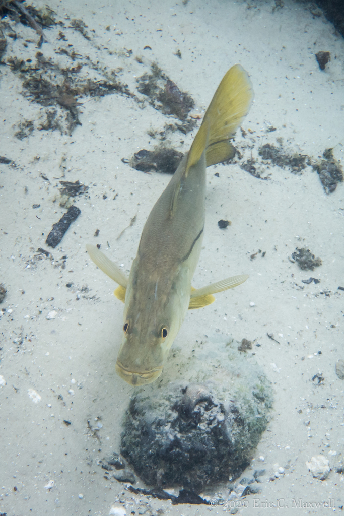 Common Snook from Crystal River, FL, USA on February 26, 2019 at 11:07 ...
