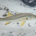 Common Snook - Photo (c) Eric C. Maxwell, some rights reserved (CC BY-NC), uploaded by Eric C. Maxwell