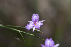 Thysanotus racemoides