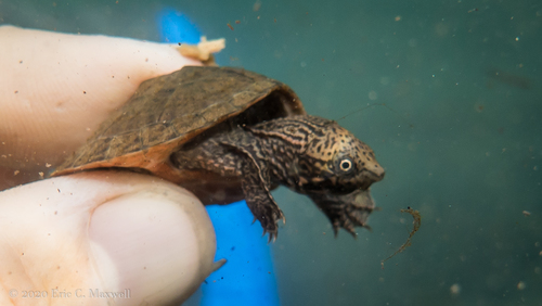 Intermediate Musk Turtle