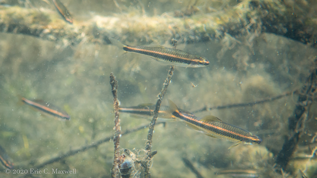 Bluenose Shiner in February 2019 by Eric C. Maxwell. From a spring in ...