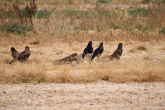 Daptrius megalopterus