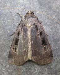 Pseudohermonassa tenuicula