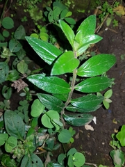 Cuphea calophylla