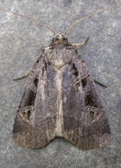 Pseudohermonassa tenuicula