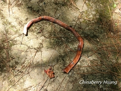 Oreocryptophis porphyraceus