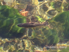 Oncorhynchus masou formosanus