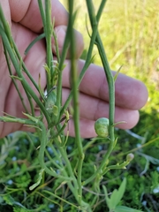 Antistrophus pisum
