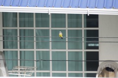 Tyrannus melancholicus