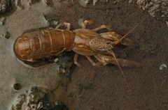Upogebia pugettensis