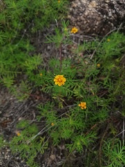 Melampodium linearilobum