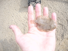 Trinectes maculatus