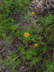 Melampodium linearilobum