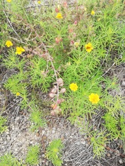 Melampodium linearilobum