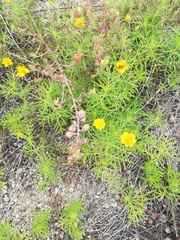 Melampodium linearilobum