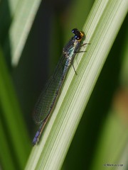 Pseudagrion citricola
