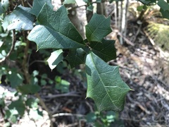Alchornea ilicifolia