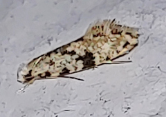 Nemapogon auropulvella
