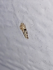 Nemapogon auropulvella