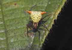 Micrathena flaveola