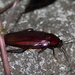 Smoky Brown Cockroach - Photo (c) t-mizo, some rights reserved (CC BY)