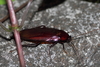 Smoky Brown Cockroach - Photo (c) t-mizo, some rights reserved (CC BY)