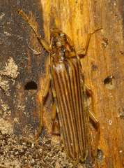Leptachrous strigipennis