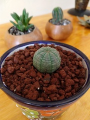 Euphorbia obesa