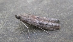 Vitula edmandsii