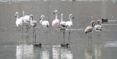 Phoenicopterus chilensis