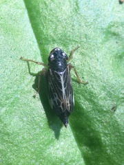 Evacanthus nigramericanus