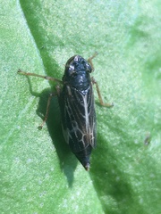 Evacanthus nigramericanus