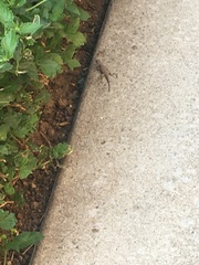 Sceloporus occidentalis