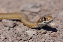 Psammophis notostictus