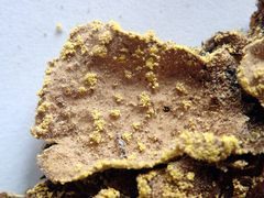 Crocodia rubella