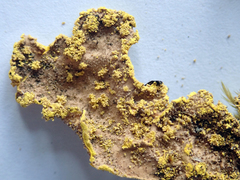 Crocodia rubella