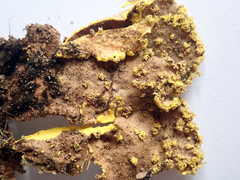 Crocodia rubella