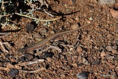 Pedioplanis laticeps