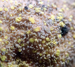 Crocodia rubella