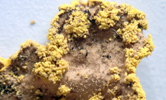Crocodia rubella