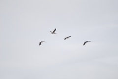 Pelecanus occidentalis