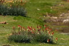 Kniphofia caulescens